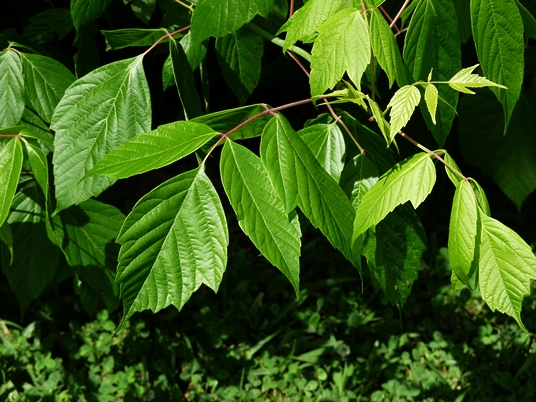 {Acer negundo}